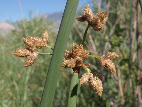 Image of Hardstem bulrush