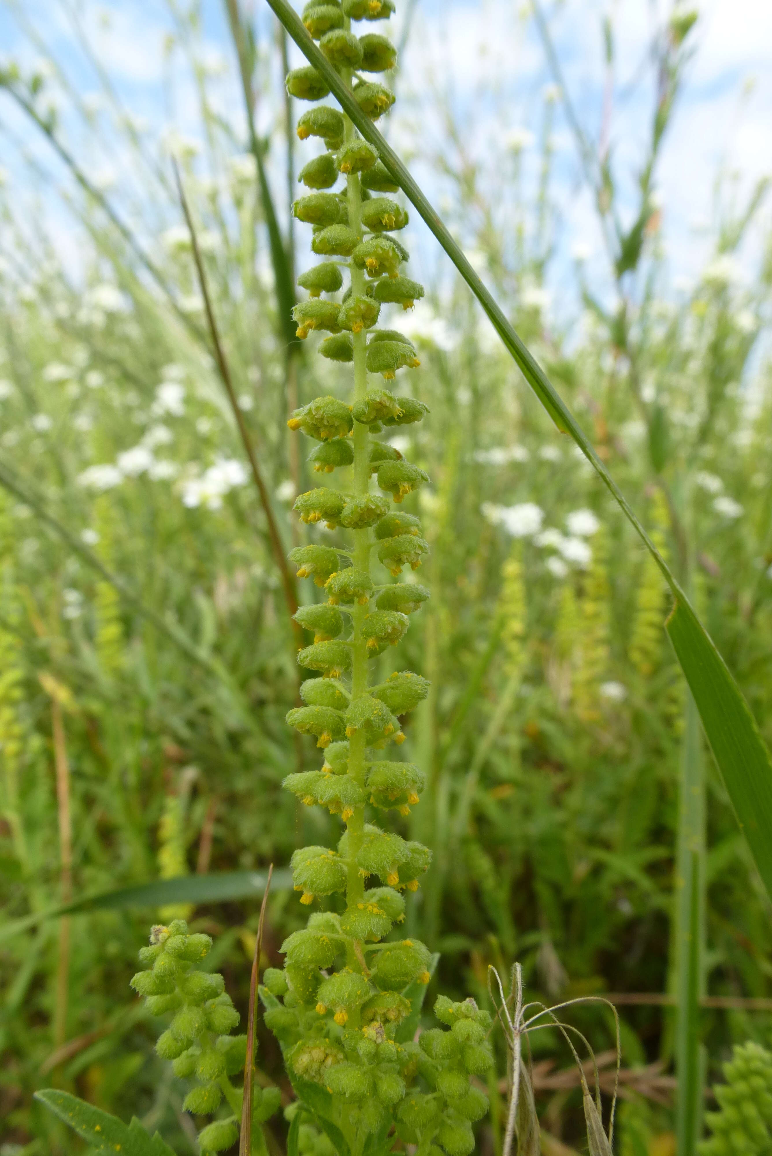 Image of Cuman ragweed