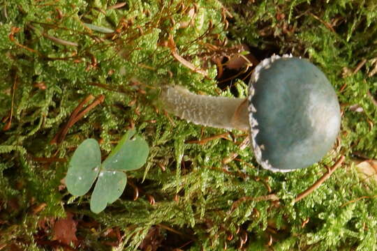 Image of verdigris agaric