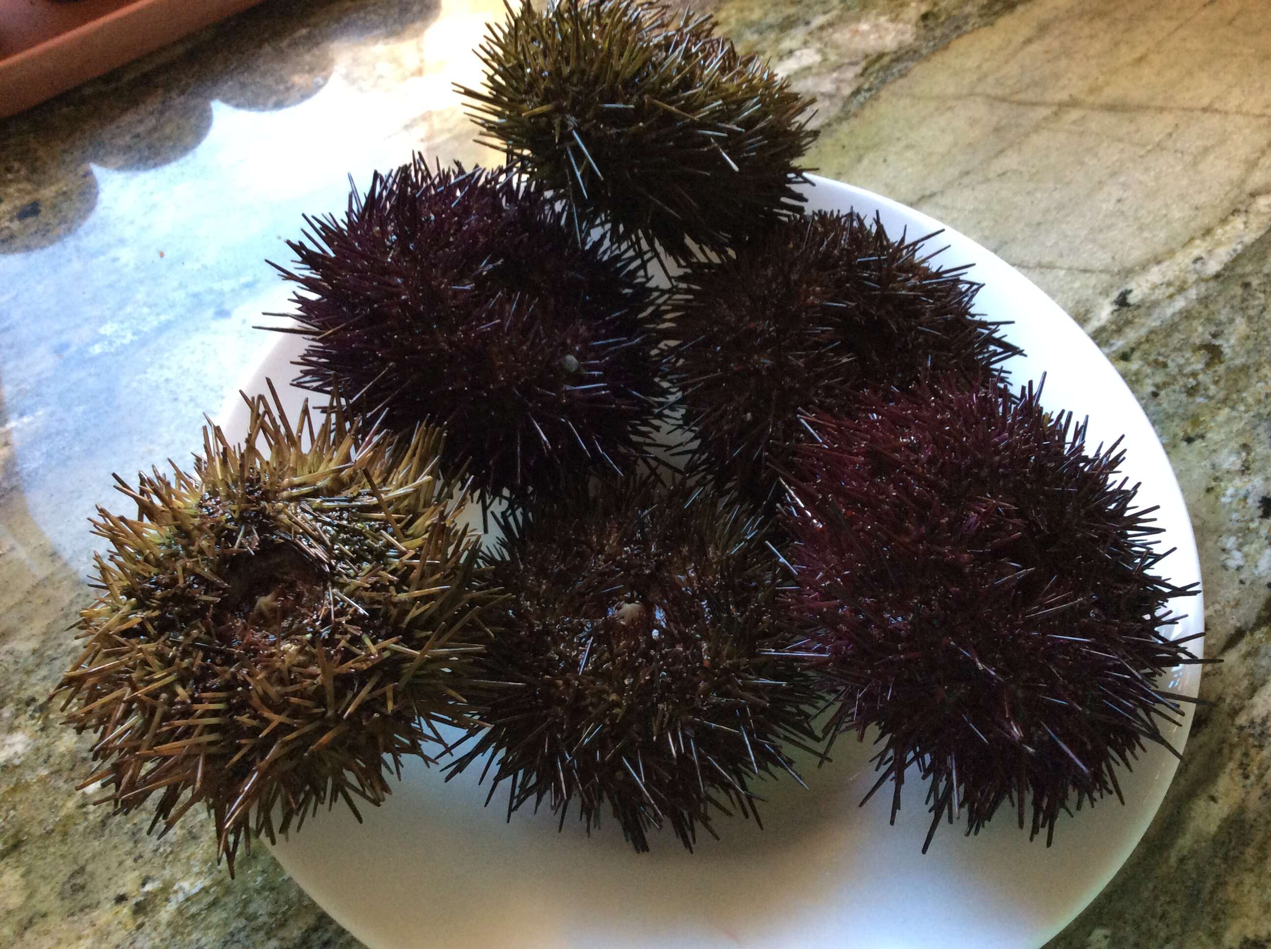 Image of sea urchins