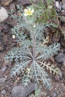 Image of pale Mexican pricklypoppy