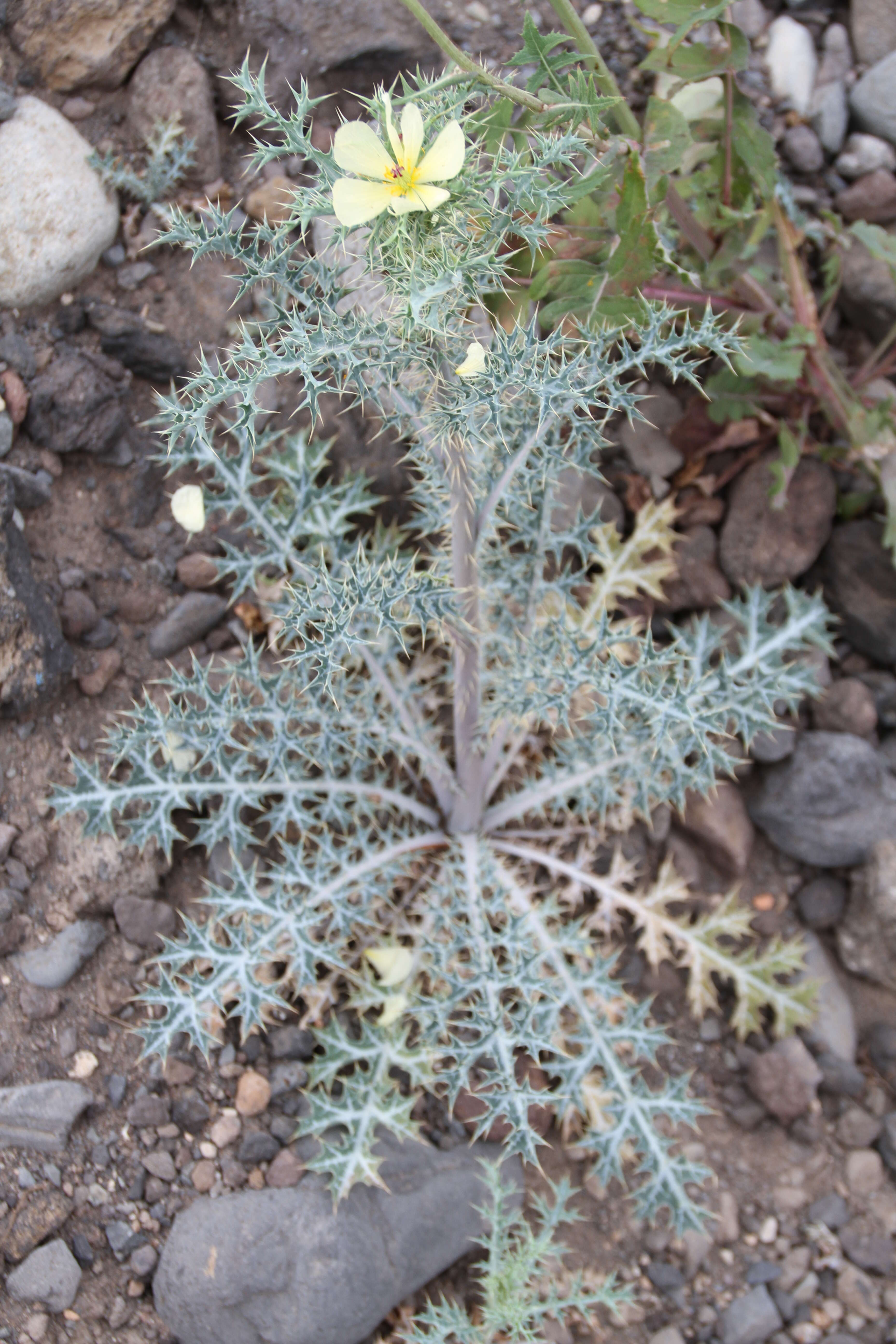 Argemone ochroleuca Sweet resmi