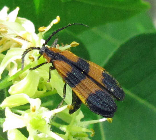 Image of net-winged beetles