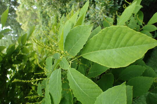 Image of Neoshirakia japonica (Siebold & Zucc.) Esser