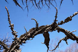 Image of American Sweetgum