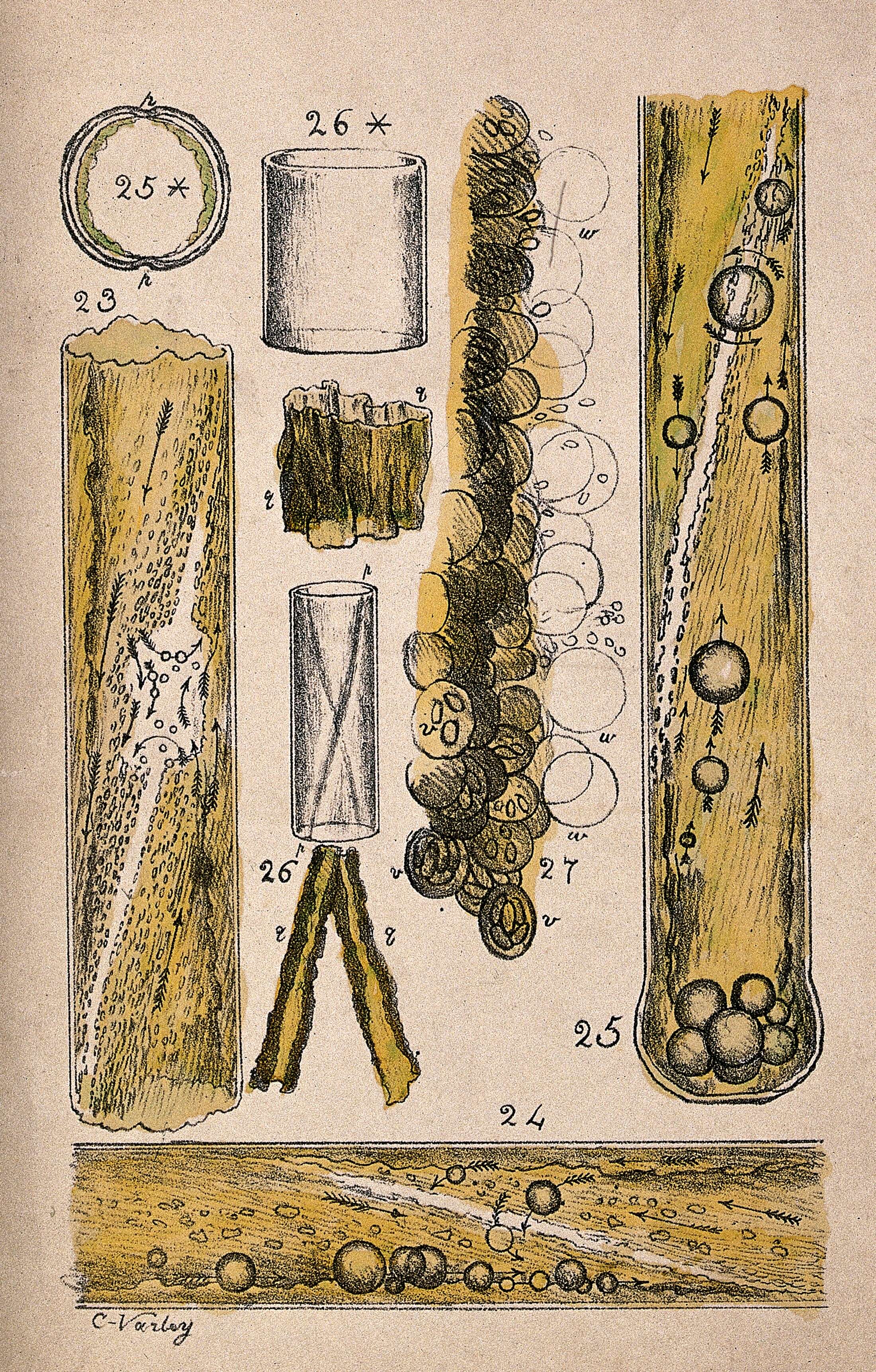 Image of Translucent Stonewort