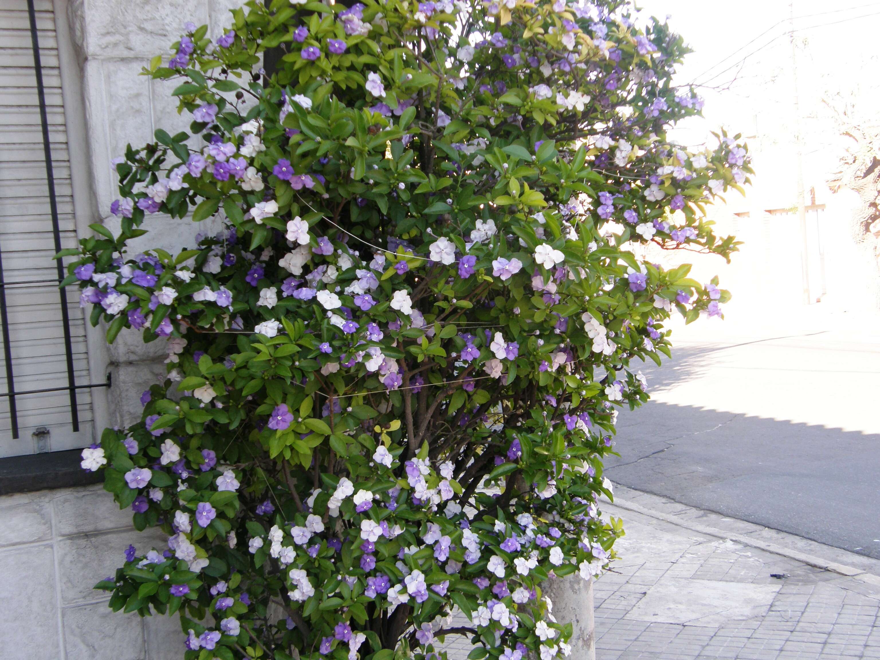 Image de Brunfelsia grandiflora D. Don