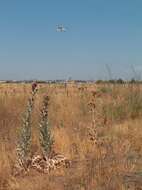 Image of Moor's Cotton Thistle