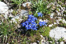 Plancia ëd Gentiana verna L.