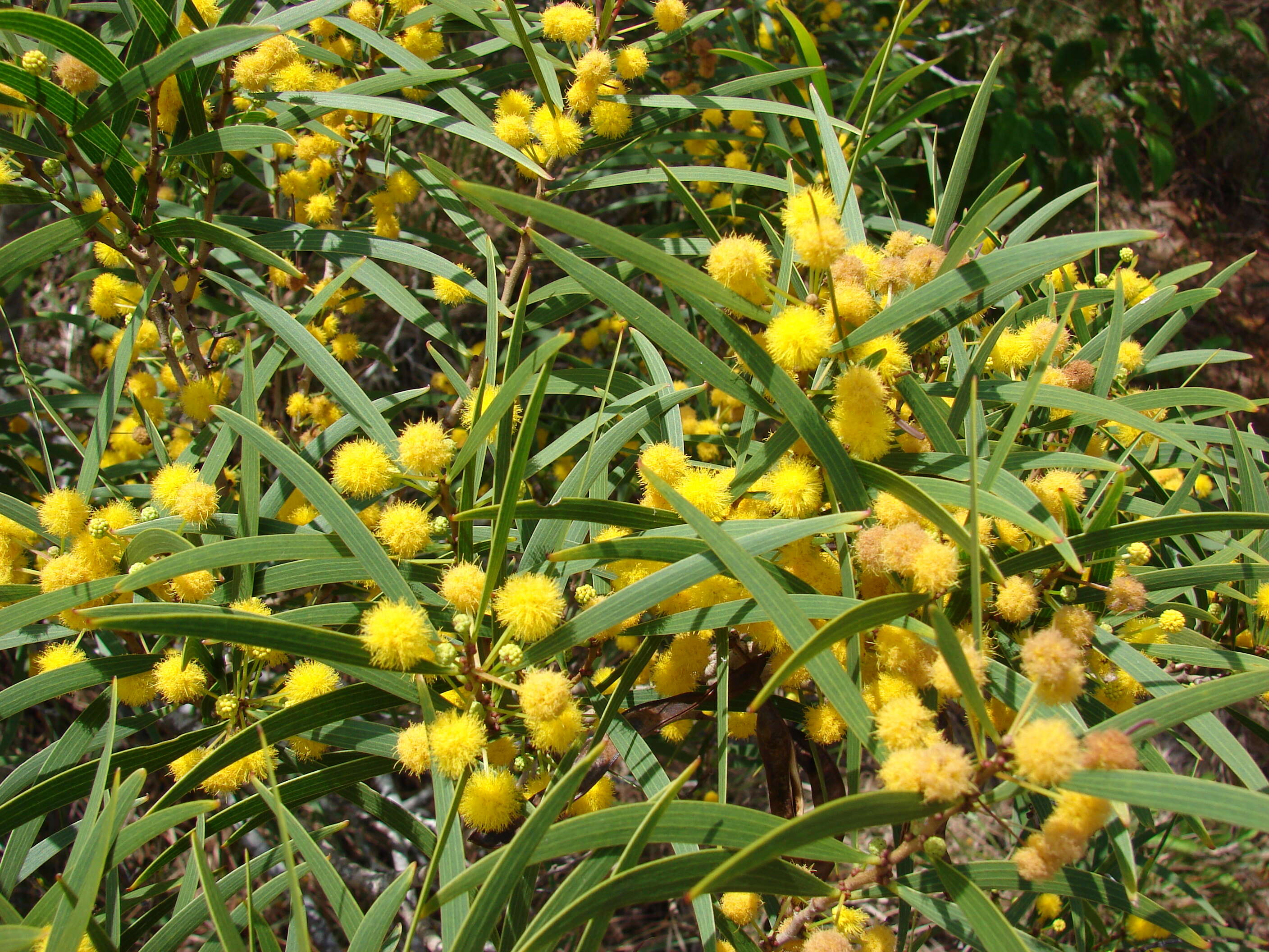 Image of small Philippine acacia