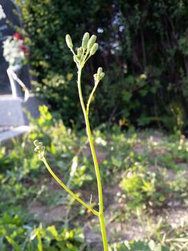 Image of smallflower hawksbeard