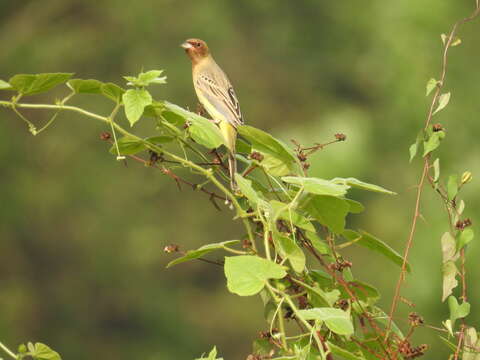 Image of Brown-headed Bunting