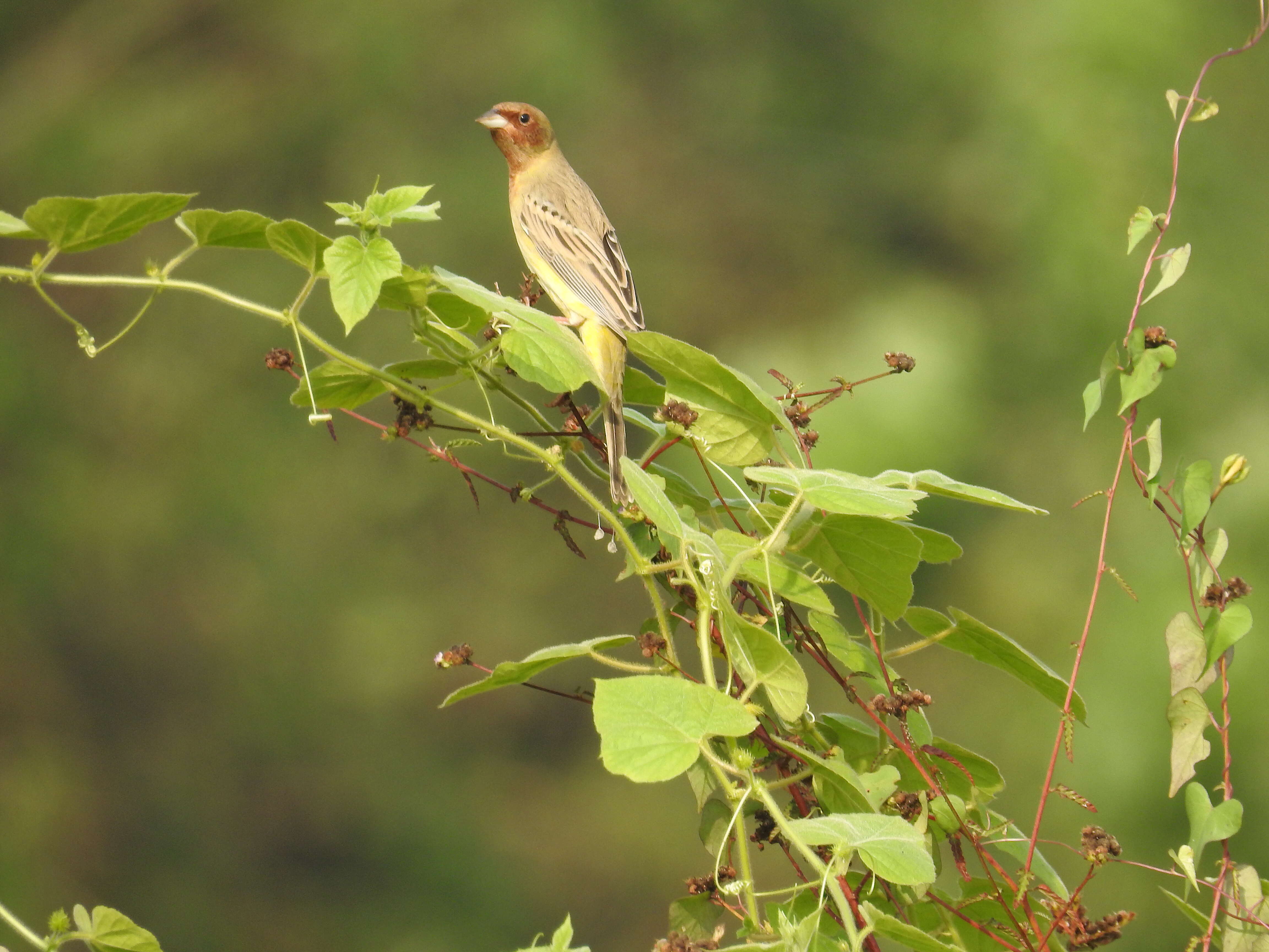 Image of Brown-headed Bunting