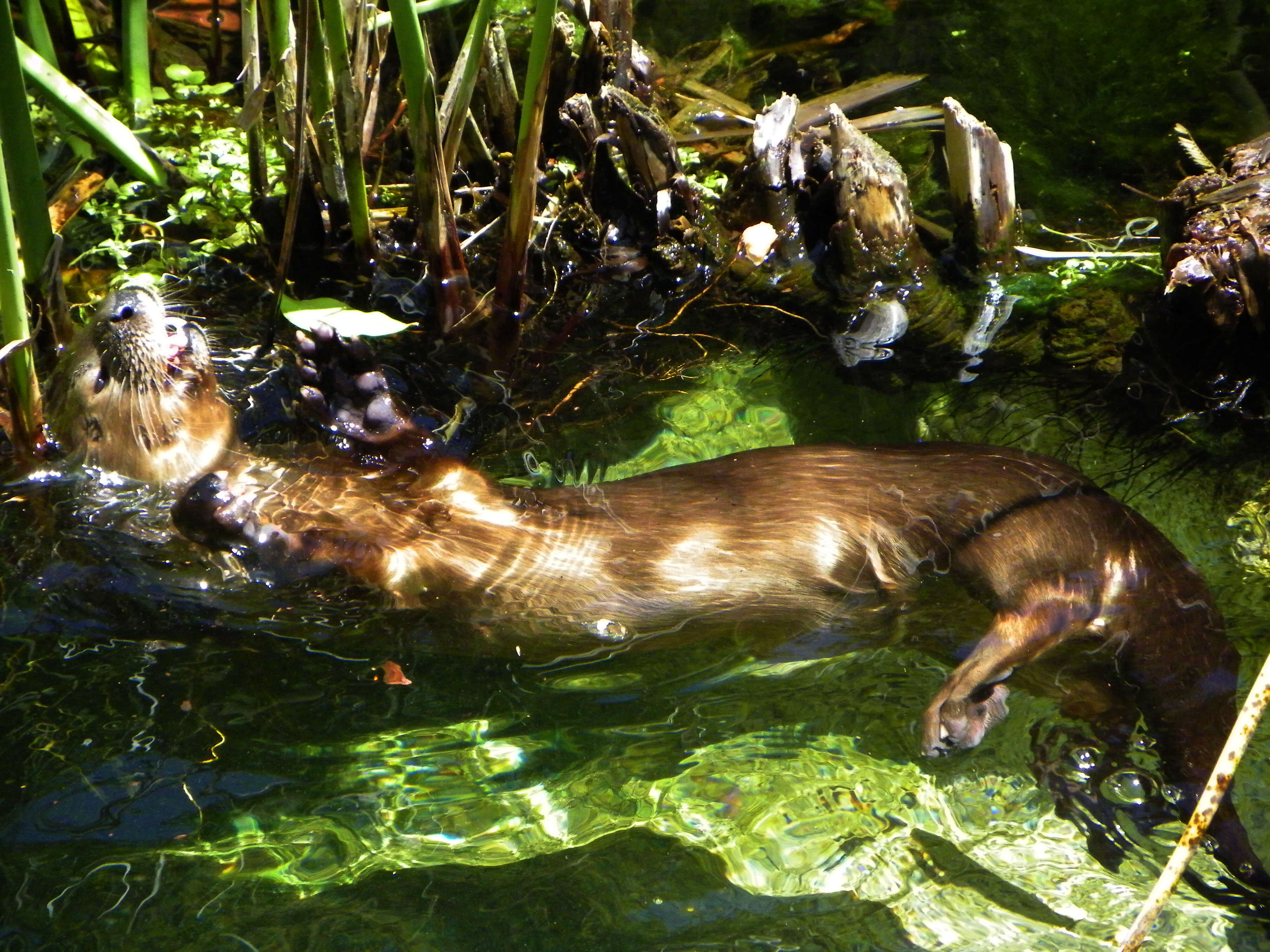 Image of Spotted-necked otter