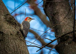 Image of Red-bellied Woodpecker