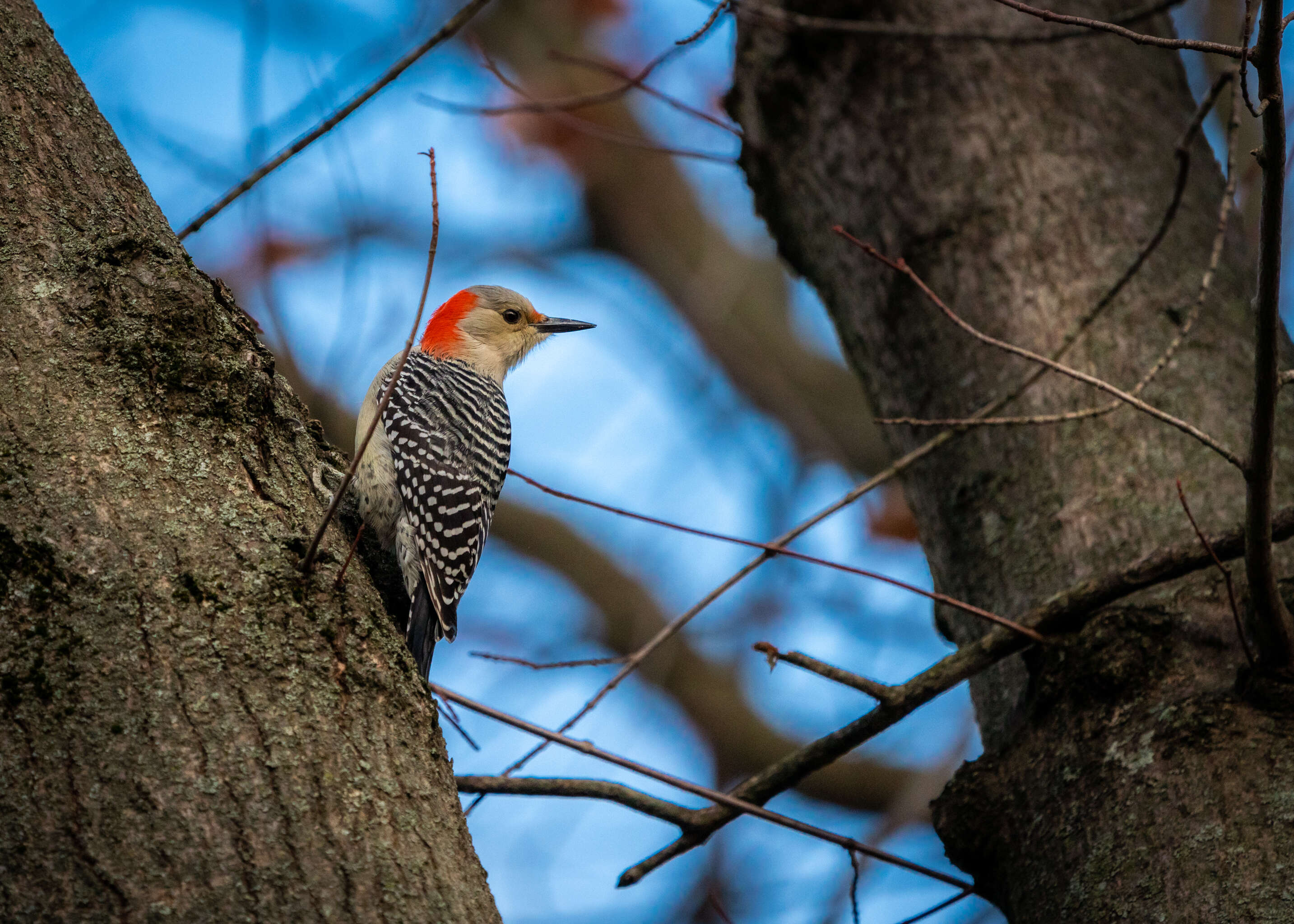 Image of Red-bellied Woodpecker