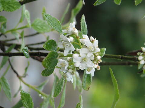 Image of fivepetal cliffbush