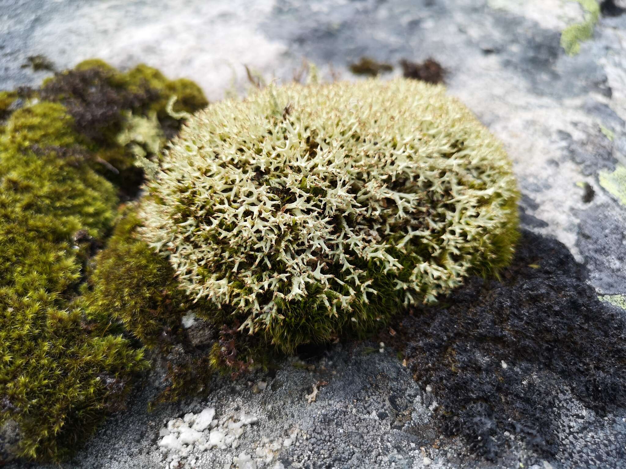 Image of Thorn cladonia