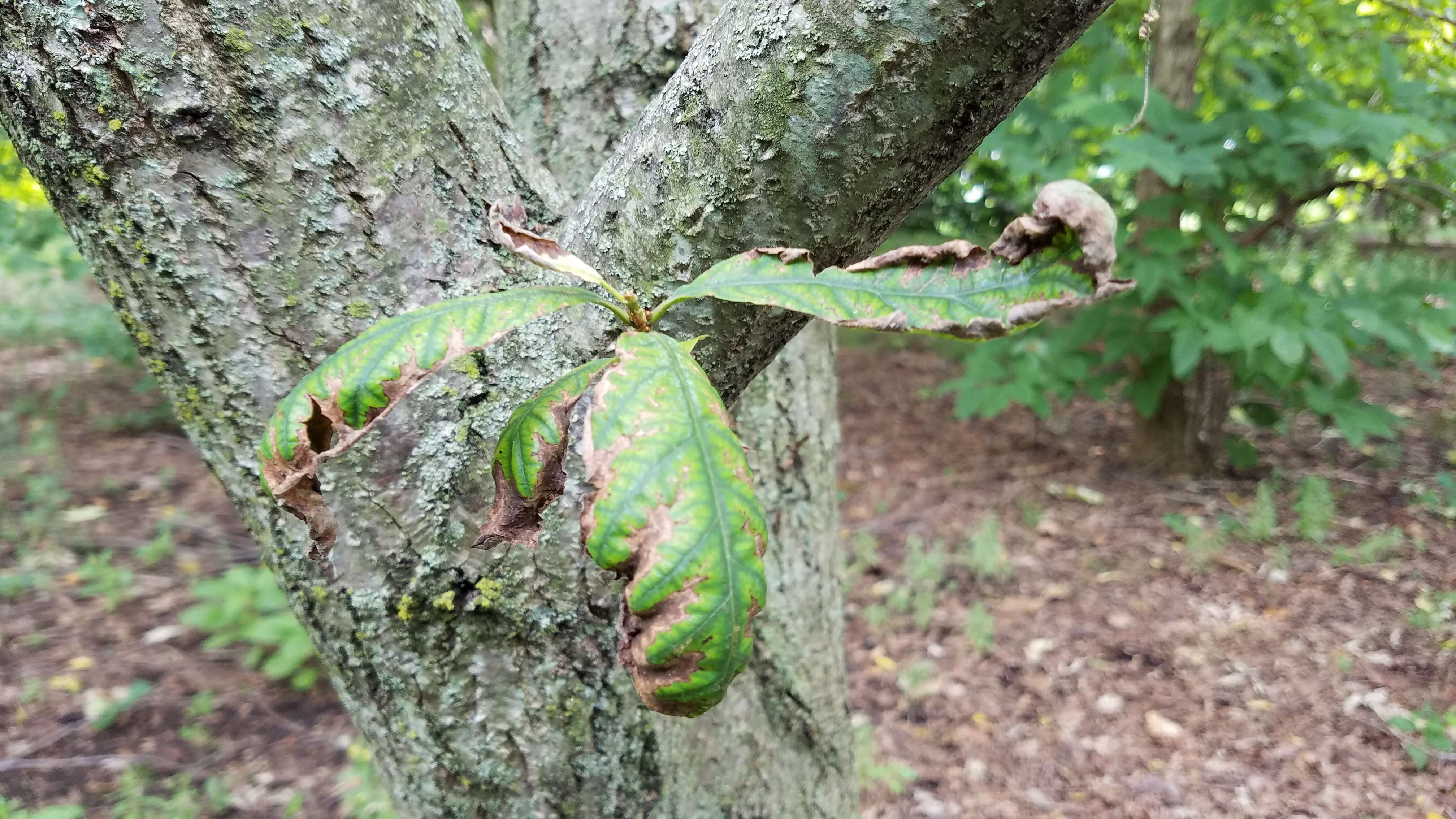 Слика од Quercus montana Willd.