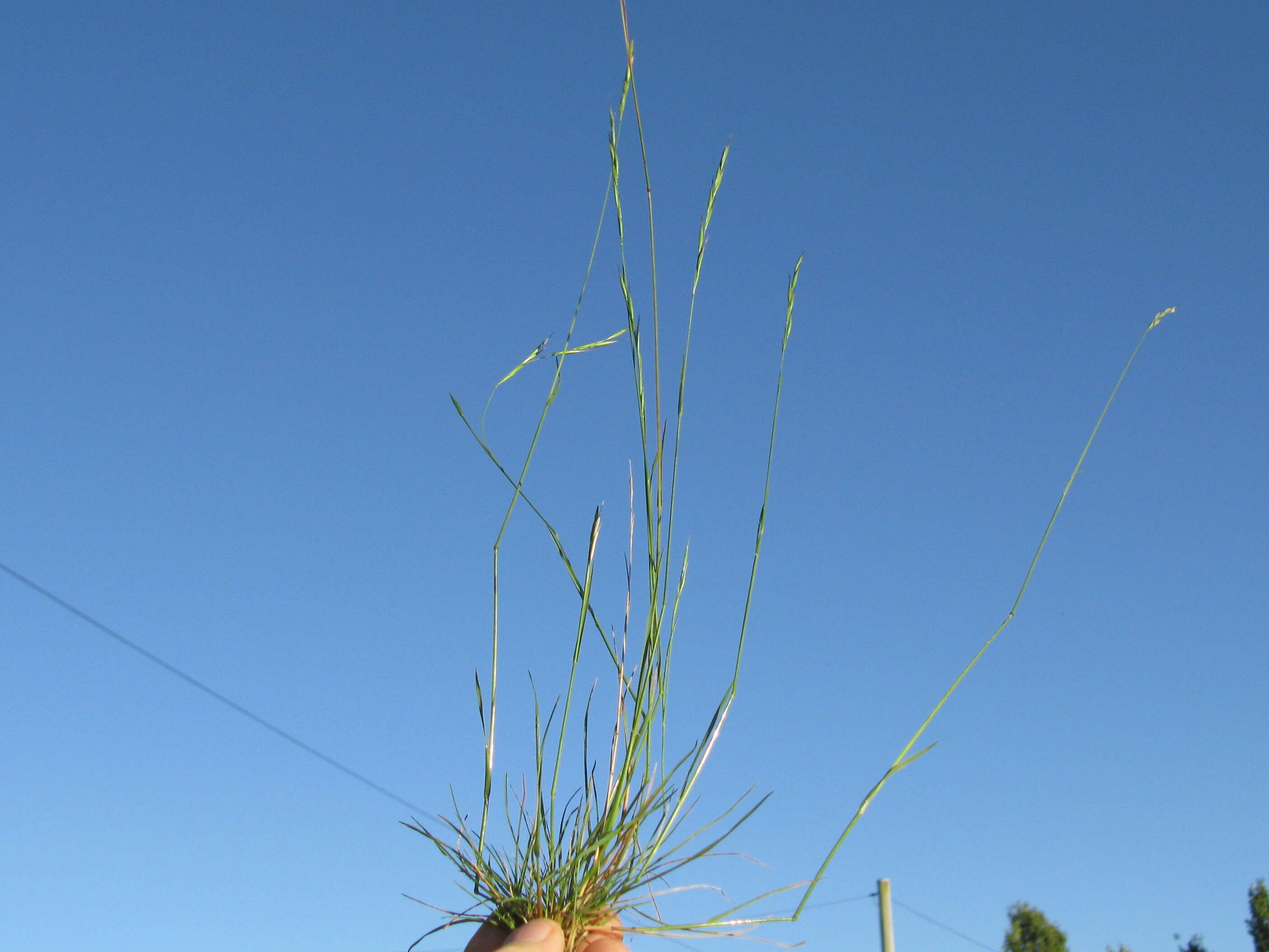 Plancia ëd Rytidosperma racemosum (R. Br.) Connor & Edgar