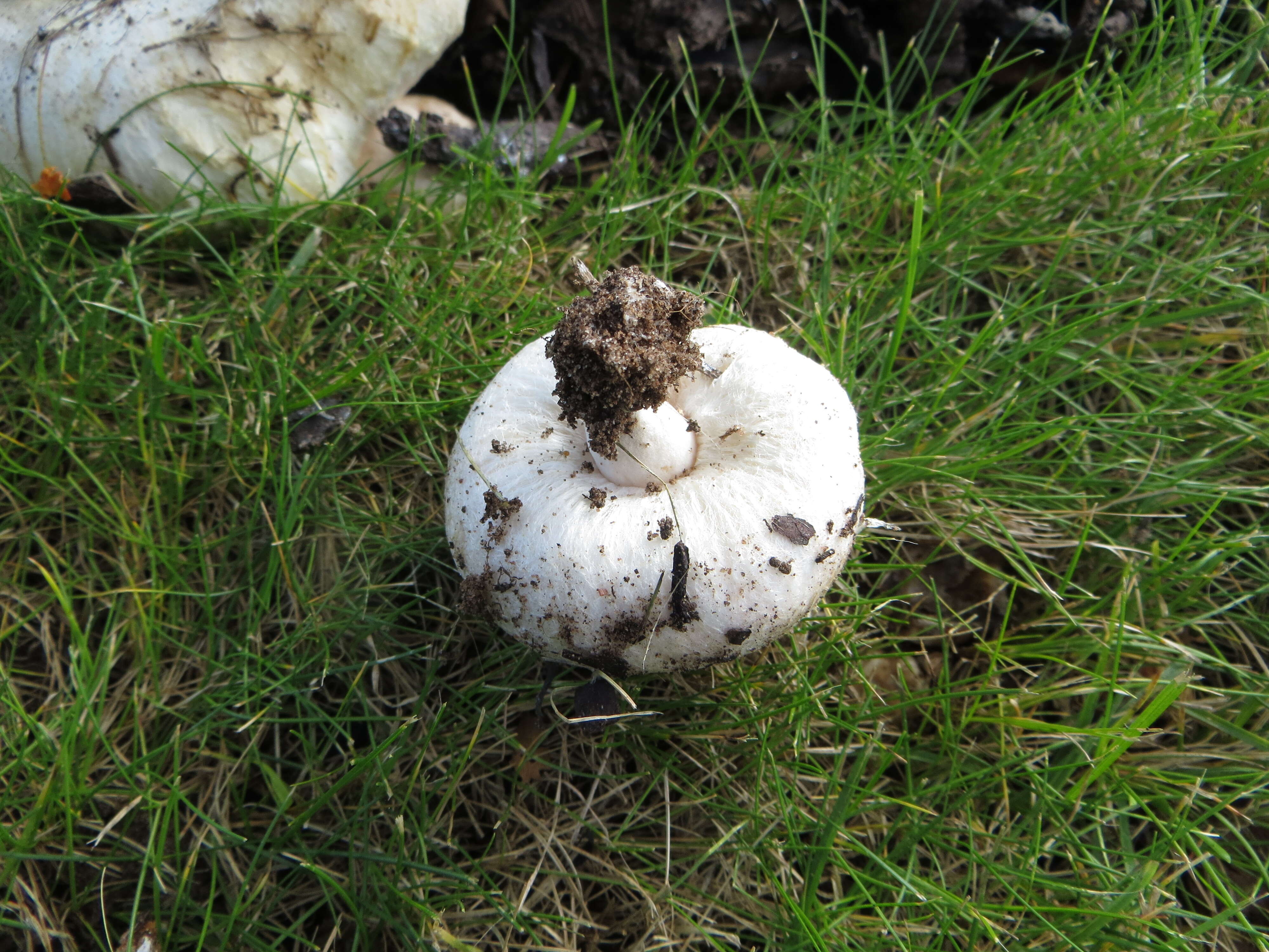 صورة Lactarius pubescens Fr. 1838