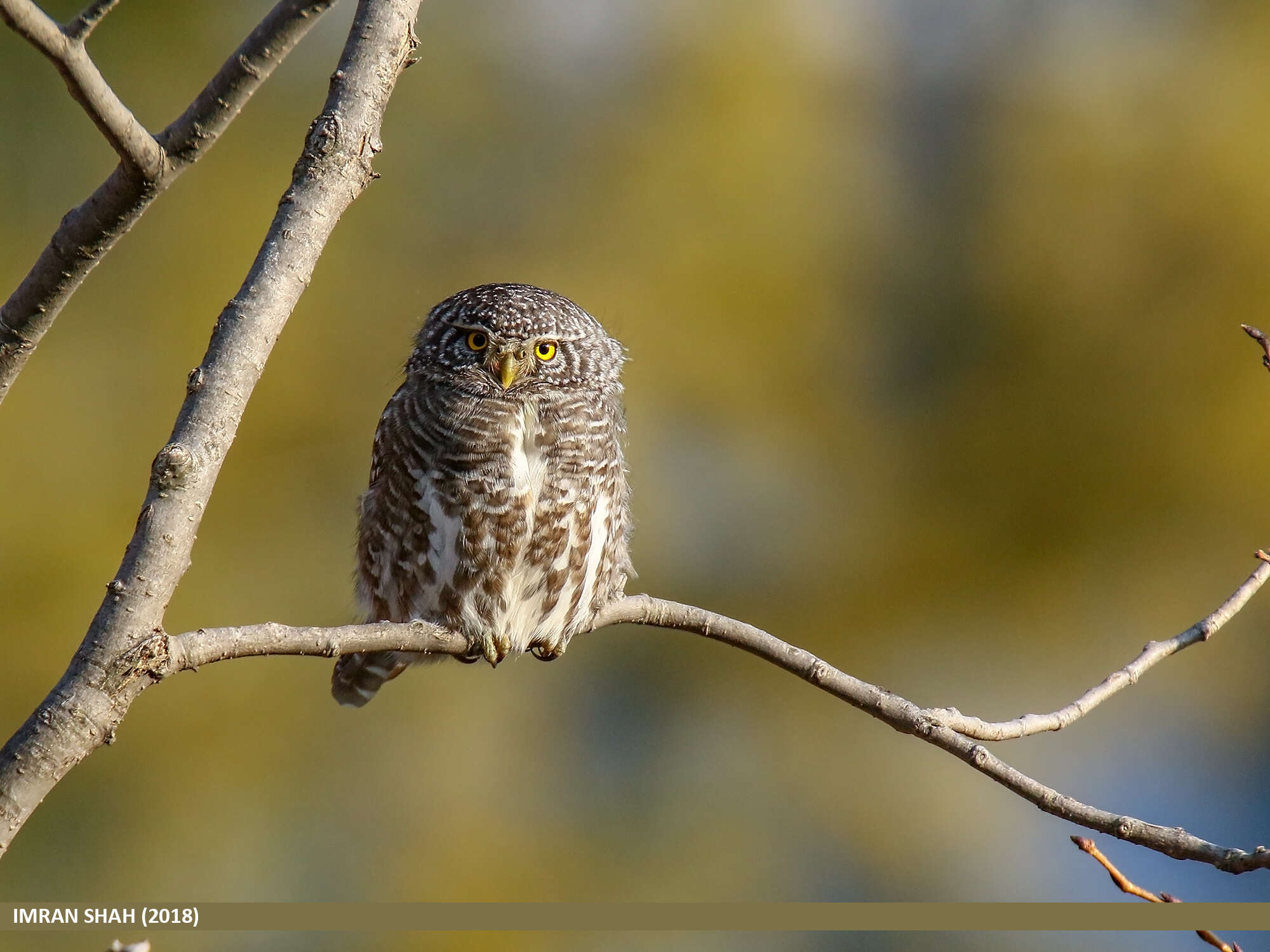 Image of Collared Owlet