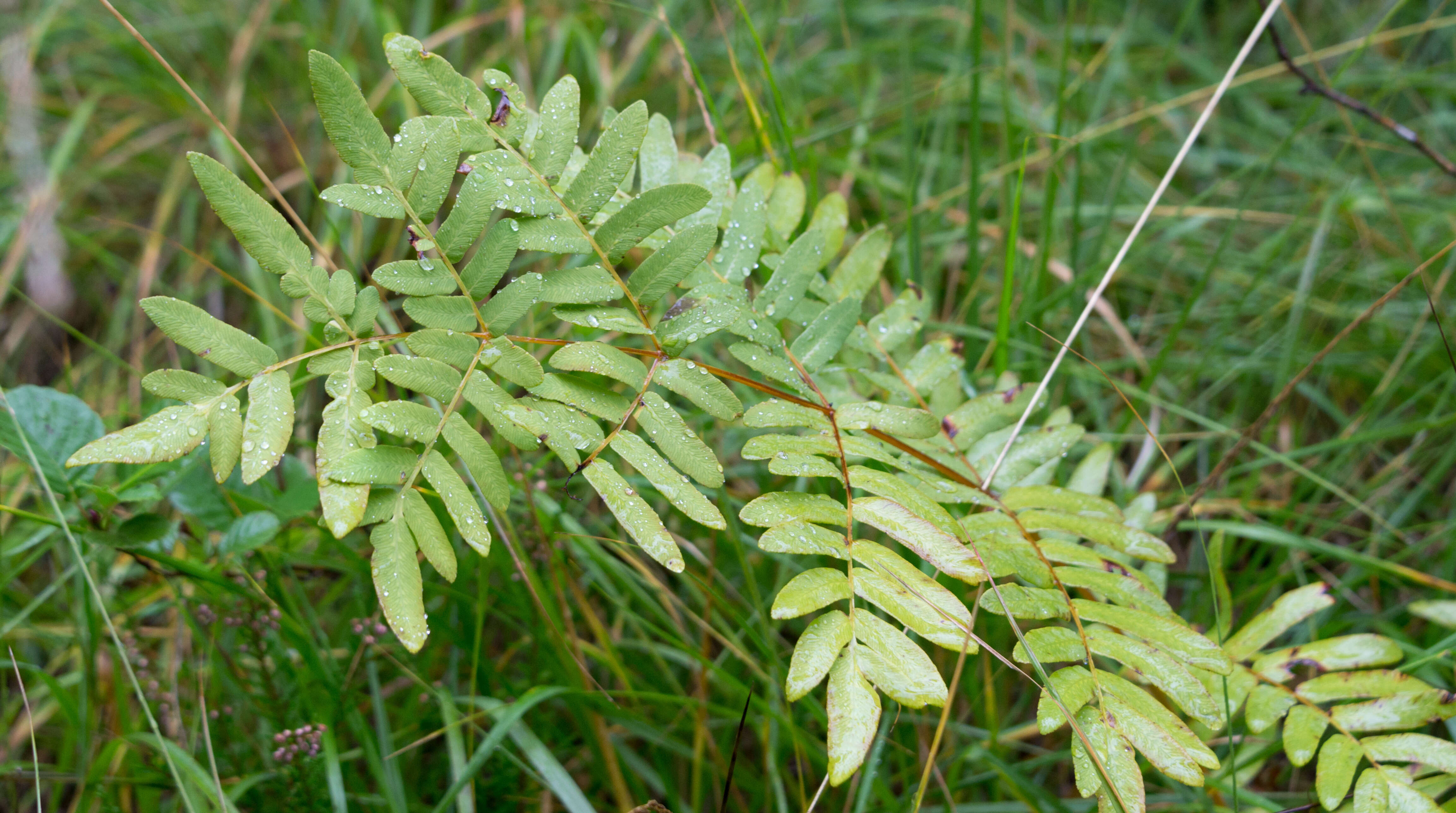 Image of Royal Fern