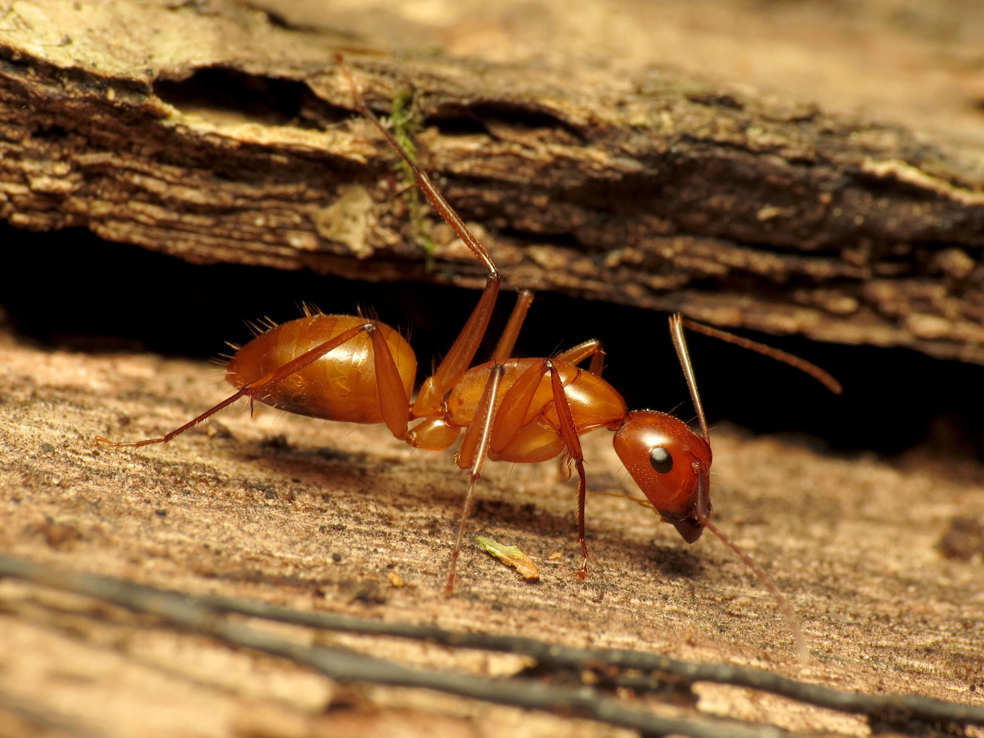 Image of Camponotus castaneus (Latreille 1802)