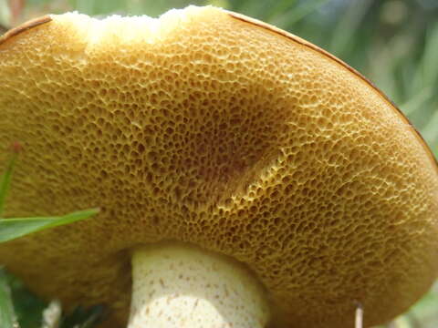 Image of Suillus granulatus (L.) Roussel 1796