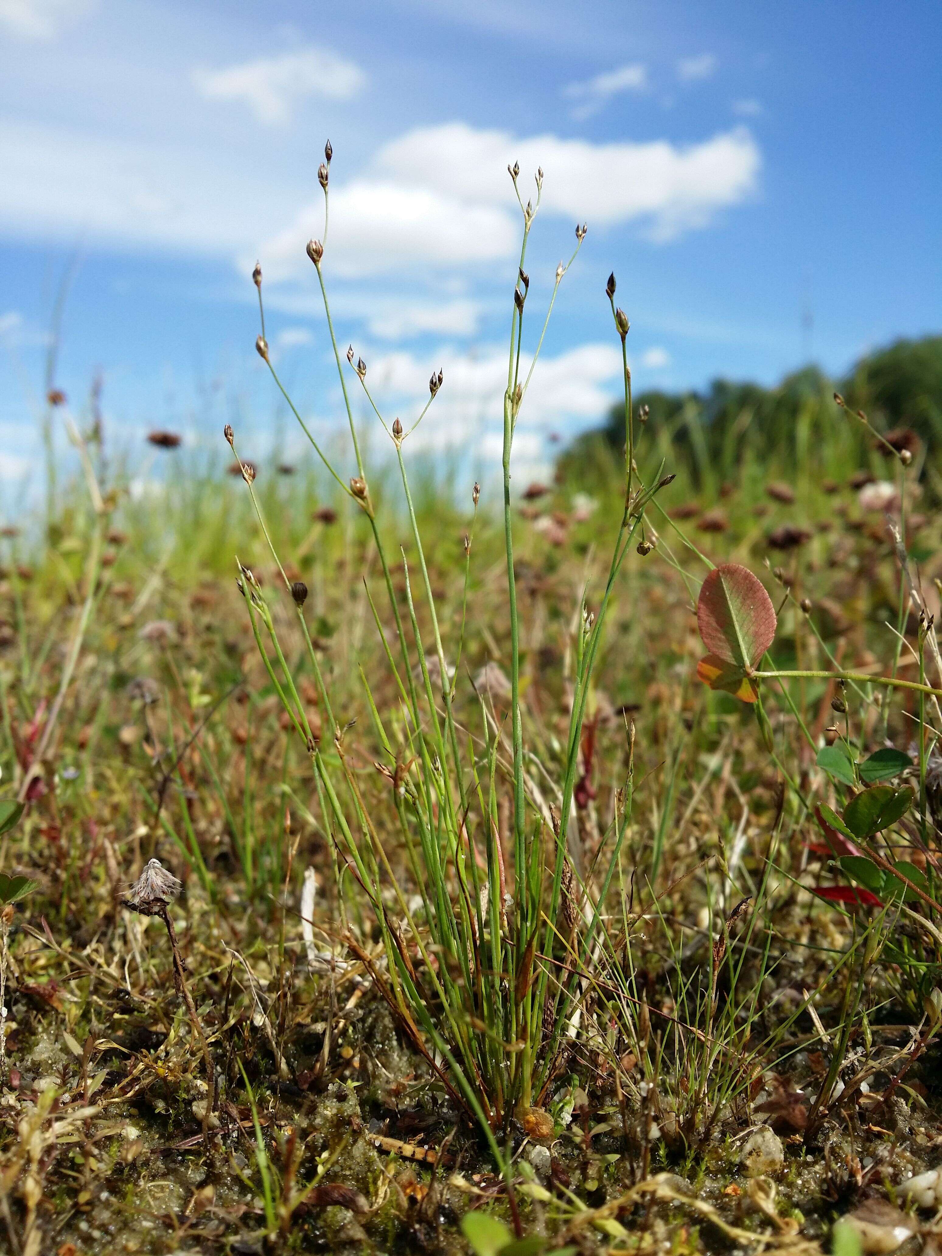 Image of sand rush