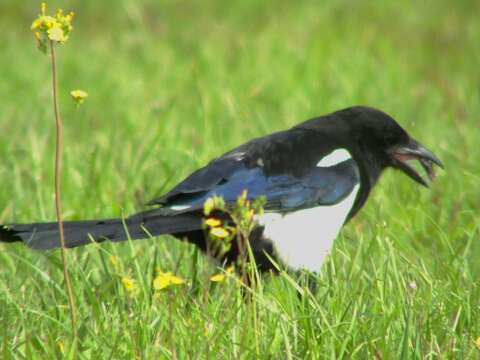 Image of Oriental Magpie