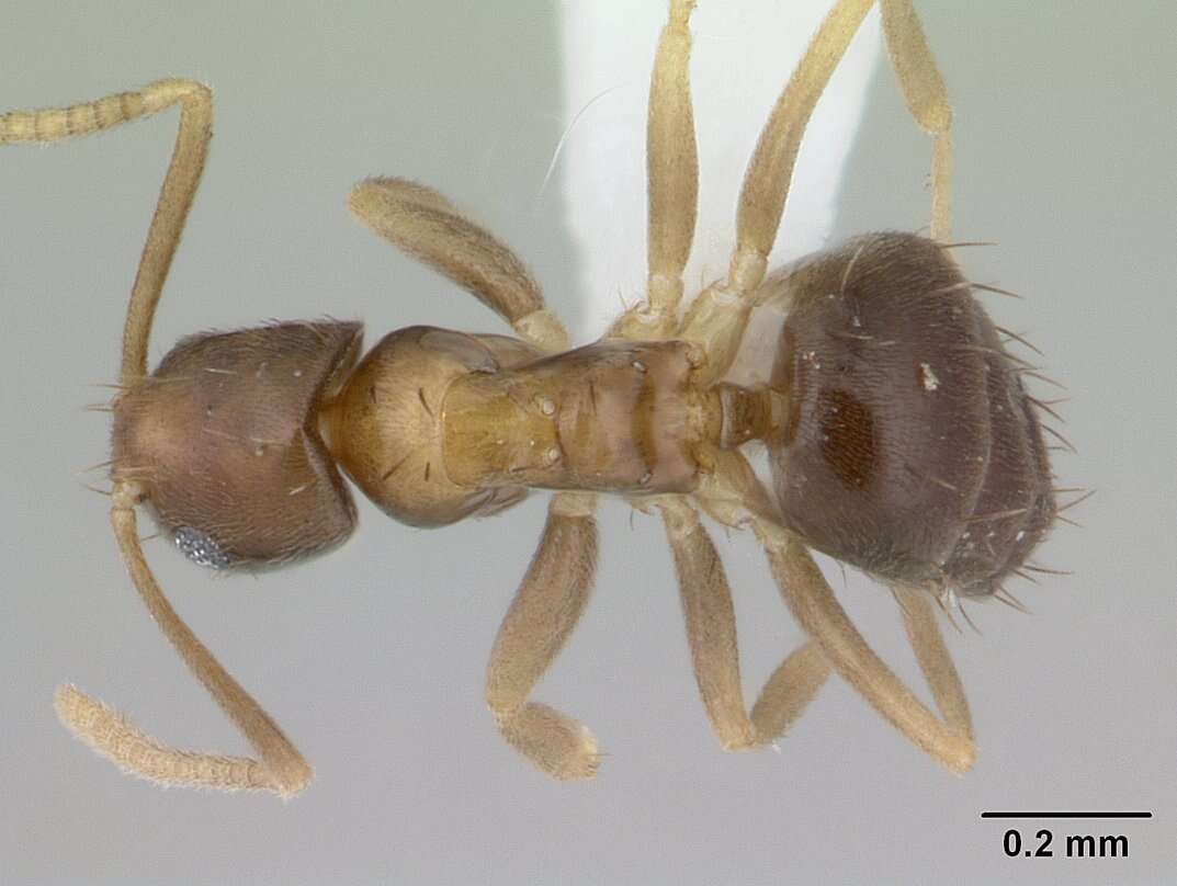 Solenopsis geminata (Fabricius 1804) resmi