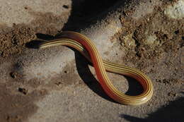 Image of Linnaeus' Lance Skink