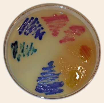 Image of Klebsiella V. B. A. Trevisan 1885