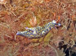 Image of Red gilled yellow spotted green slug