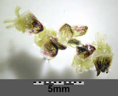 Image of western waterweed