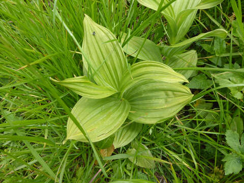 Image of White Hellebore