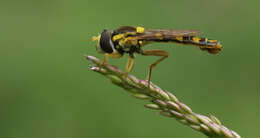 Image of Marmalade hoverfly