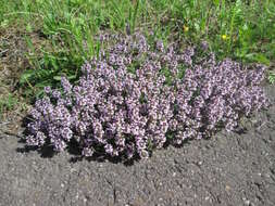 Image of breckland thyme