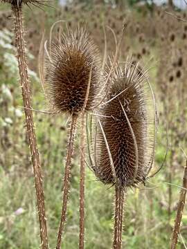 Image of Dipsacus fullonum