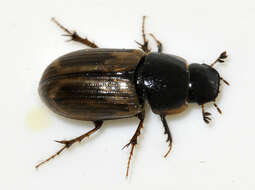 Image of Aphodius prodromus