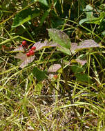 Imagem de Viburnum edule (Michx.) Raf.