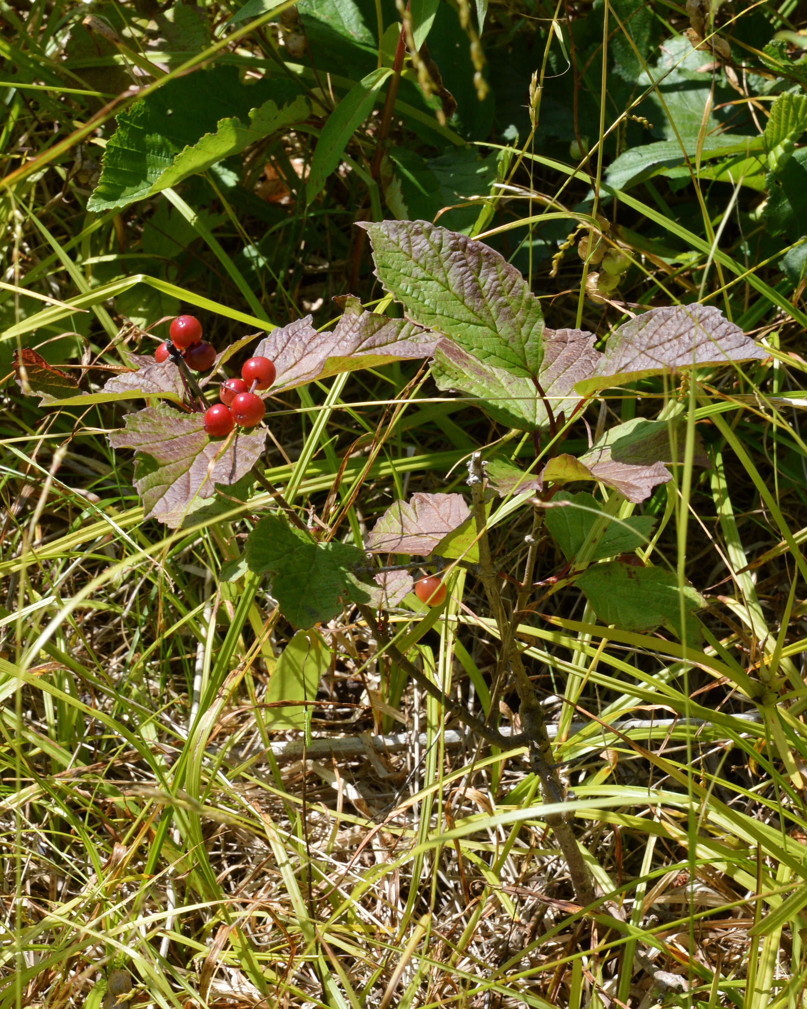 Imagem de Viburnum edule (Michx.) Raf.