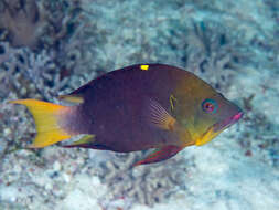 Image of Dwarf slingjaw wrasse