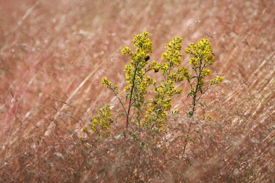 Image of Senecio sarracenicus L.