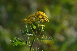 Image of common tansy