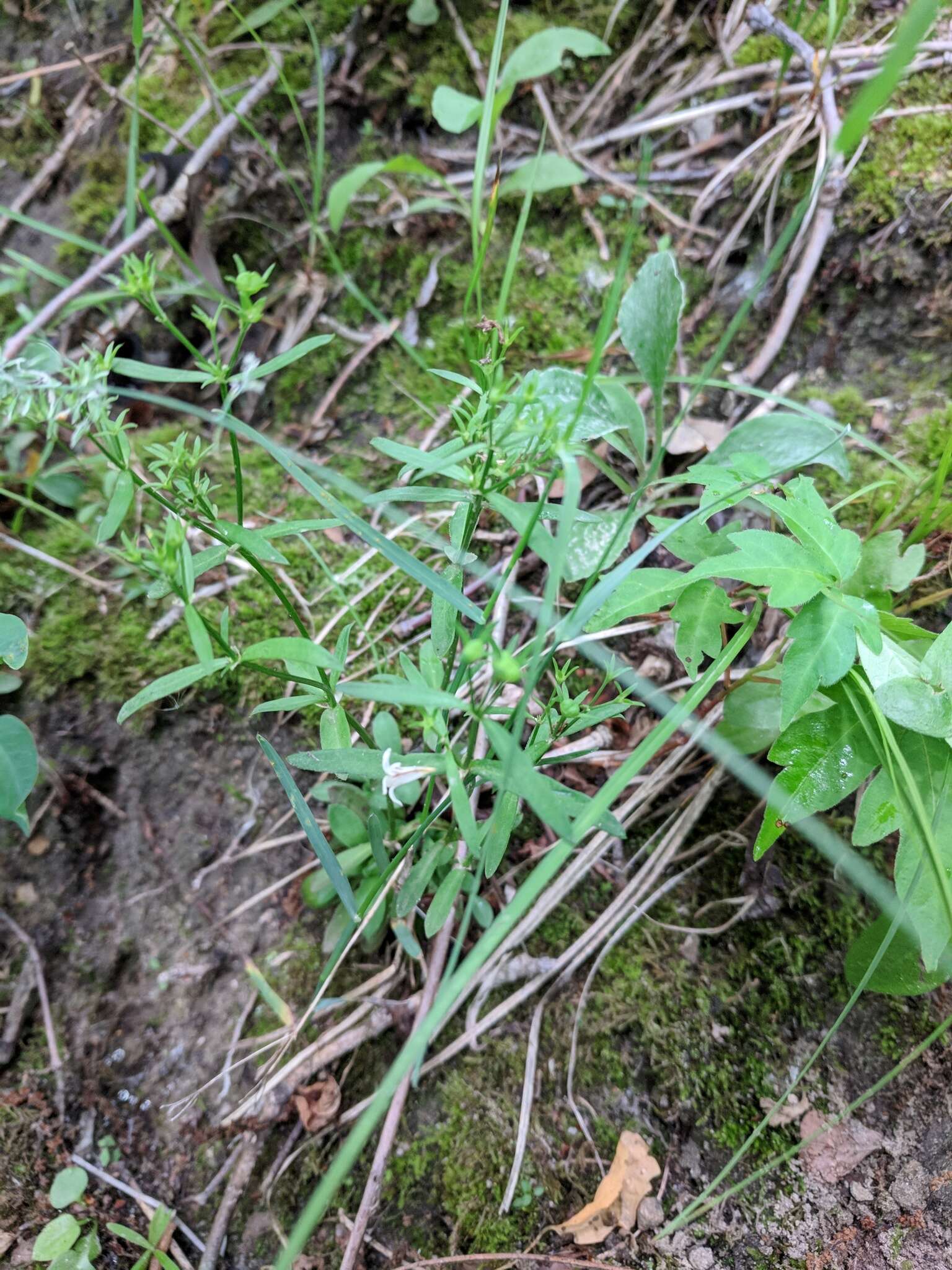 Image of Canadian summer bluet