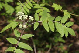 Image of rowan,  moutain ash