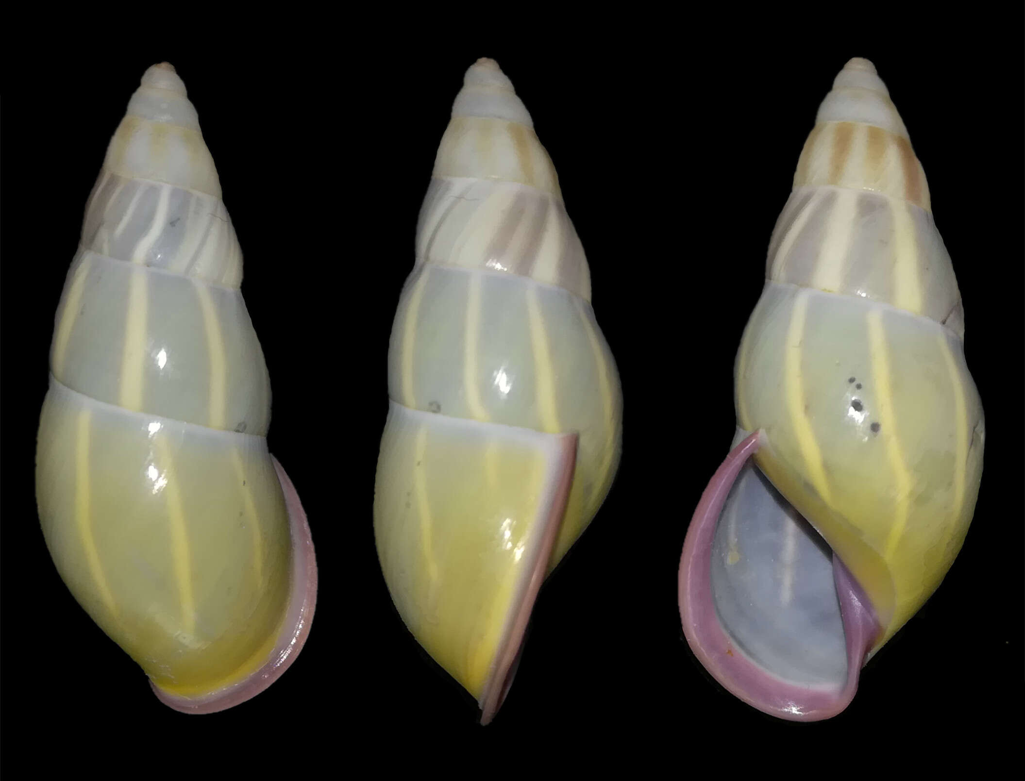 Image of Amphidromus ngocanhi