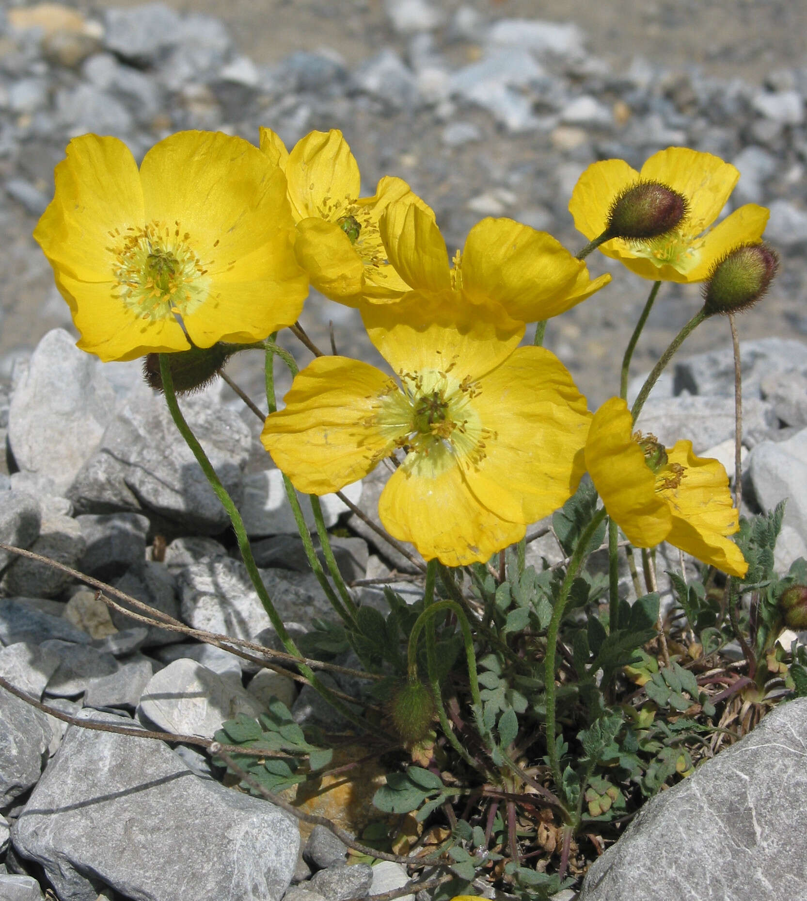 Imagem de Papaver alpinum L.